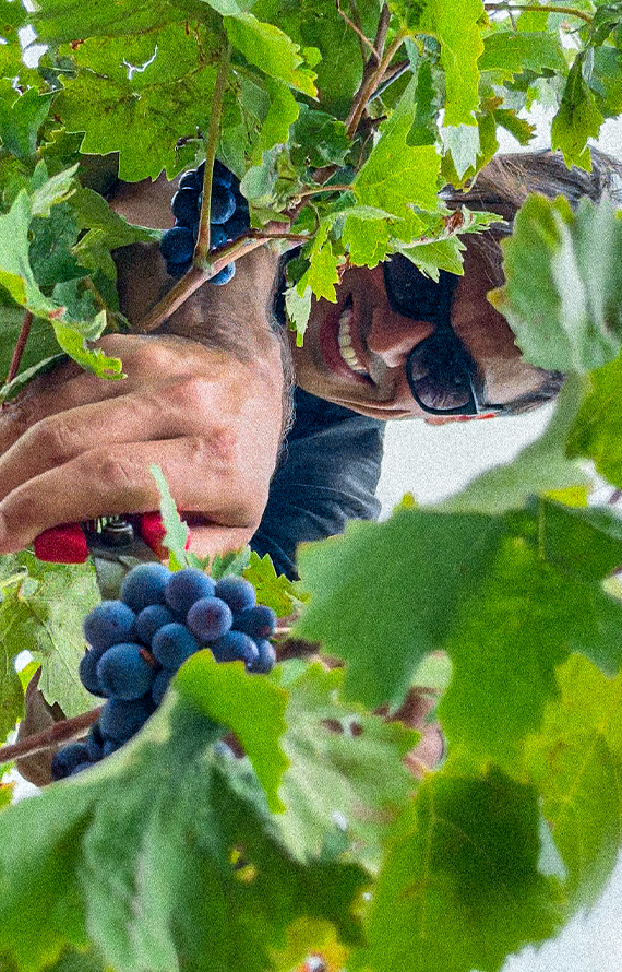 Antoine vendanges grappes